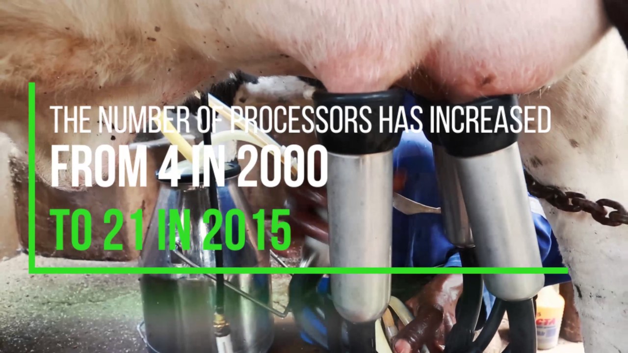 Growth of the Dairy Sector in Zambia YouTube