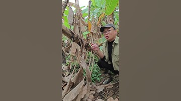 cá lóc nướng bẹ chuối có ai thử chưa ạ #nấuăntạinhà #calocnuong #bepnhaviquan