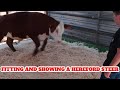 Fitting and Showing a Hereford Steer