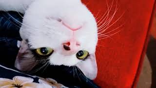 Kucing Ini Bila Dipanggil Tersenyum This Cat Is Called A Smile