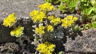 Flowers 7
