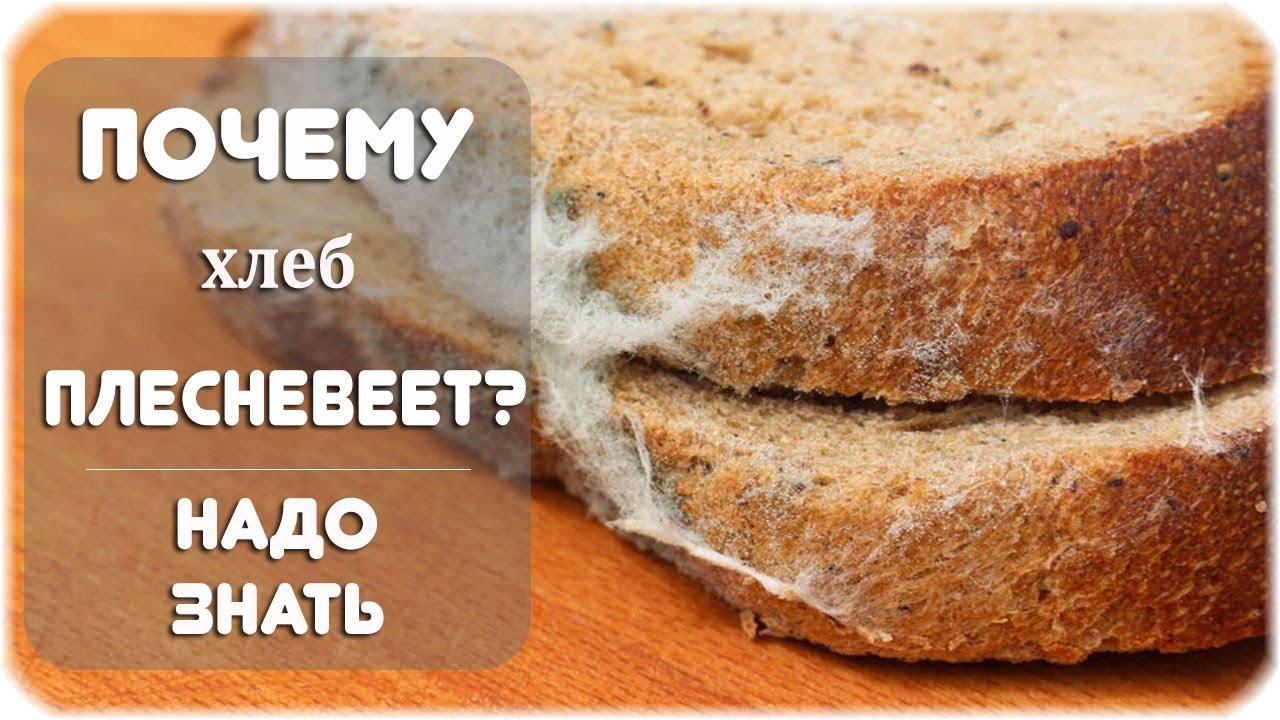 Почему не пропекся хлеб. Плесень на хлебе. Батон с плесенью. Грибок на хлебе. Плесень на белом куске хлеба.