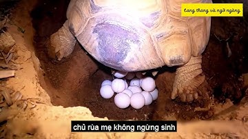Rùa đẻ trứng rất đặc biệt, chưa bao giờ thấy quá trình đẻ trứng