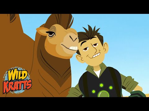 Camel Chris on a Desert Adventure | Camel Facts | Season 7 | Wild Kratts