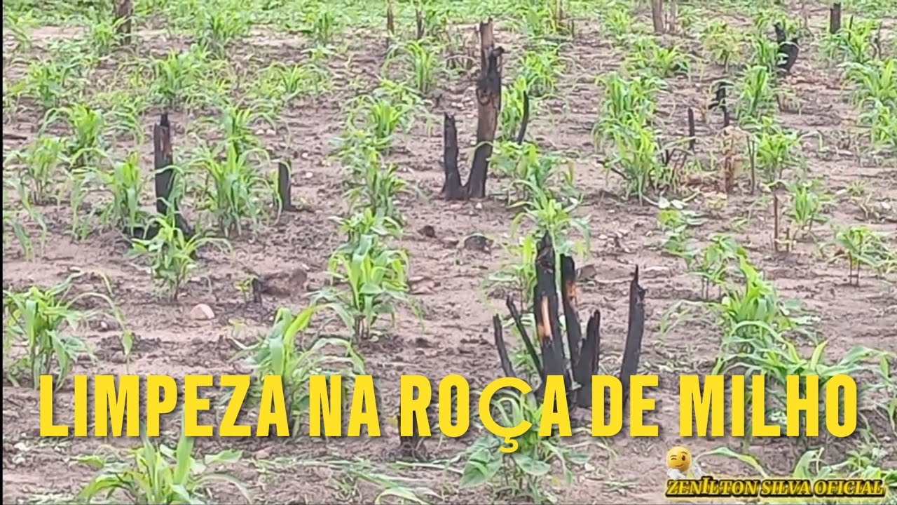 MAIS UM DIA DE TRABALHO NA MINHA ROÇA 