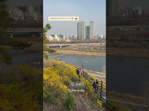 응봉산 개나리 봄꽃 나들이 여행 | 트레킹 | 산책