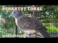 Perkutut Liar Suaranya Keras Perkutut Mental Juara Mp3 - Mp4 Download