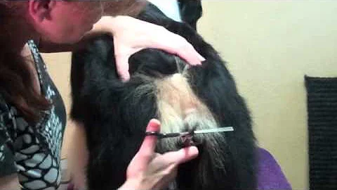 Grooming the Australian Shepherd: Part 5 - The Tail