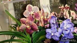 Орхидеи 🤩Ванды, королевы в орхидейном мире, восторг, восторг, восторг 😍😍😍