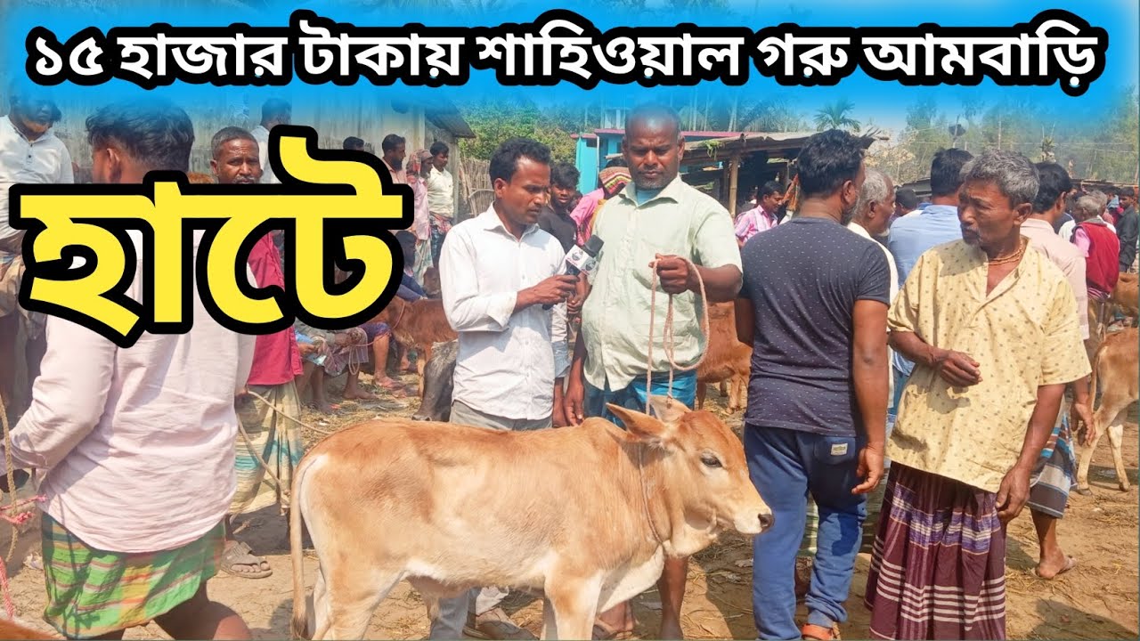 ২০ফেব্রুয়ারি ২০২৬| প্রচুর চাহিদা সম্পূর্ণ শাহিওয়াল বাচ্চা বিক্রি হচ্ছে কম দামে ব্যাপারীরা বলতেছে