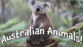 Australian Animals! Our Biggest Video of Animals in Australia for Kids