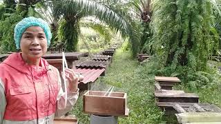 เทคนิคการต่อรังชันโรงจากต้นไม้,trapping stingless bees/ครูอำพร  0872756759