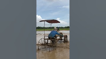 The tractor is plowing the rice fields 🥰🥰🥰 #tractor #video #viralvideo #shorts #fyp