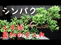 シンパク　入手後最初の手入れ（盆栽・初心者の方向け）