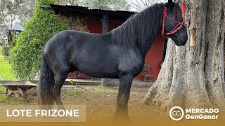 Video: Lote de potros y caballos Frisón