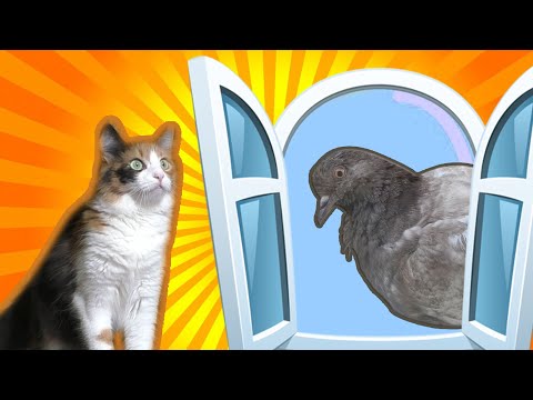 Funny Cat Tries To Fit In Everything!