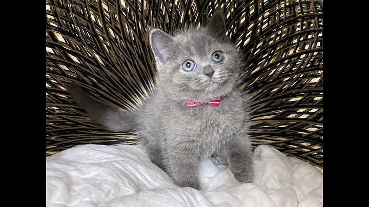 Watch the video about Blue British Shorthair - Ira