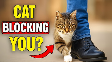 Als je kat je pad blokkeert... Dit is de schokkende reden waarom! 🐾