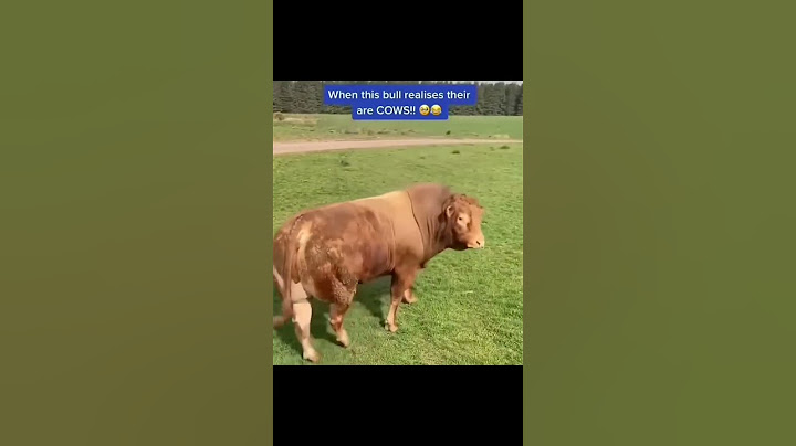 Si banteng menyadari ada sapi! #shorts #shortvideo