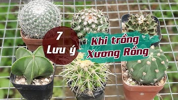 P304: Người Mới Chơi Xương Rồng Cần Lưu Ý Những Điều Này