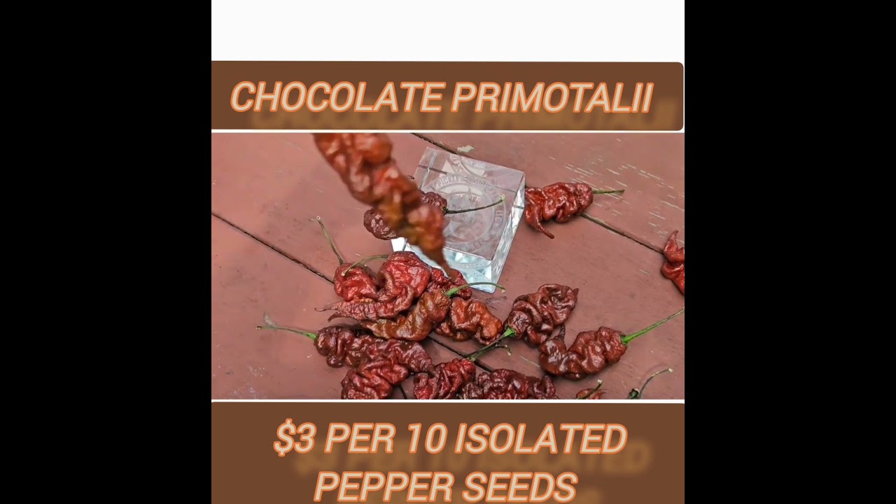 #chocolateprimotalii