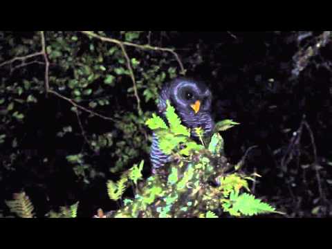 Black-banded Owl - Strix uhula (