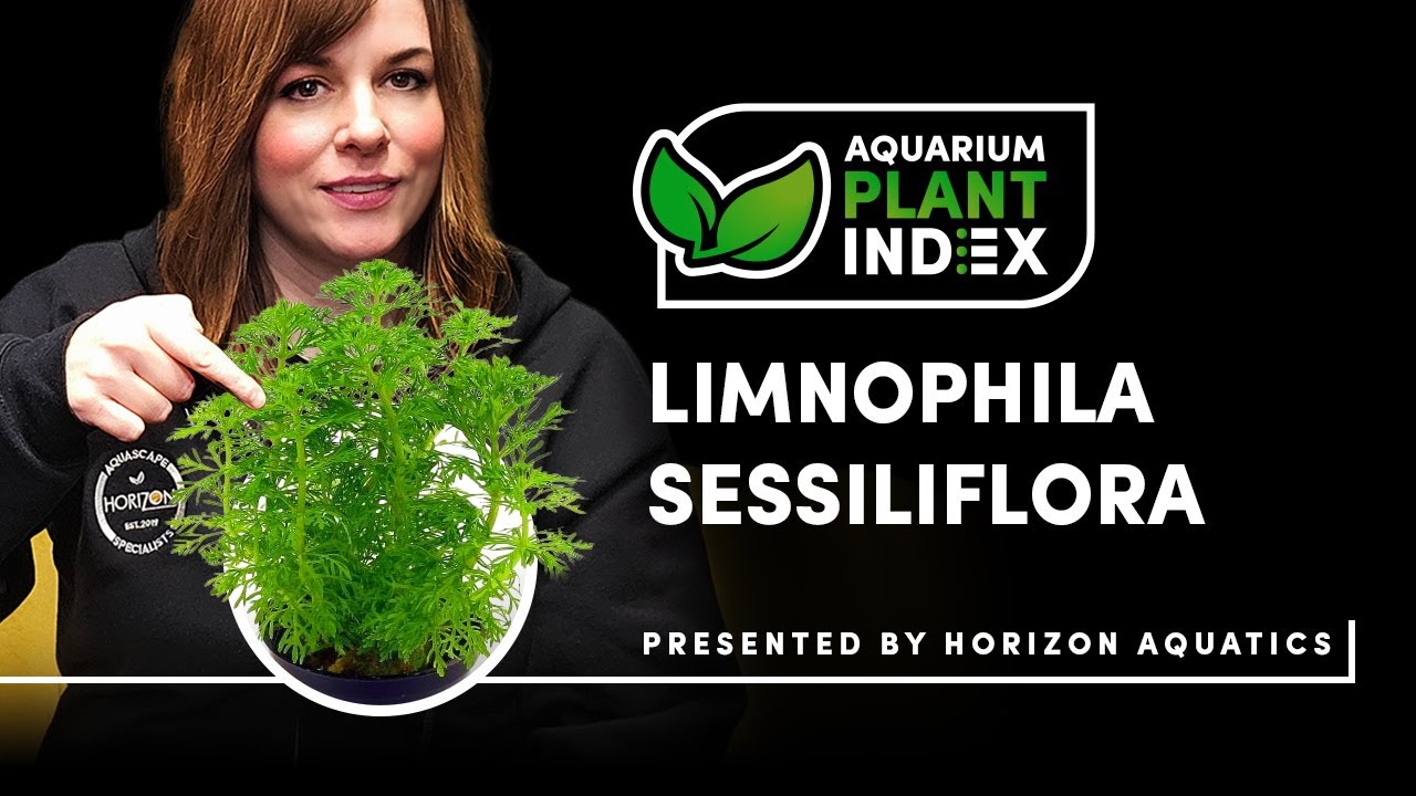 Limnophila Sessiliflora | Easy Fast Growing Aquarium Plant for Beginners