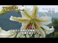 茨城県フラワーパーク　ヤマユリ見頃 の動画、YouTube動画。