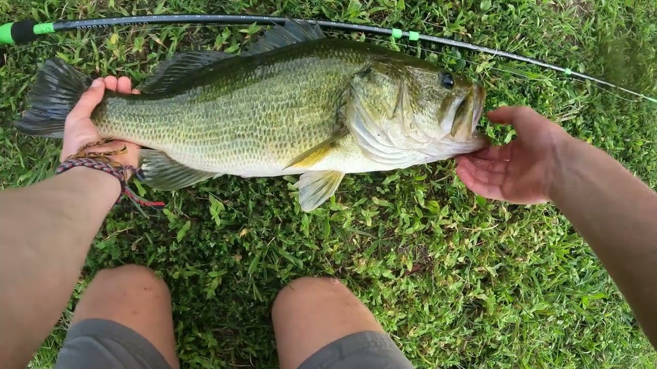 6 Pound Bass on 7″ Swimbait