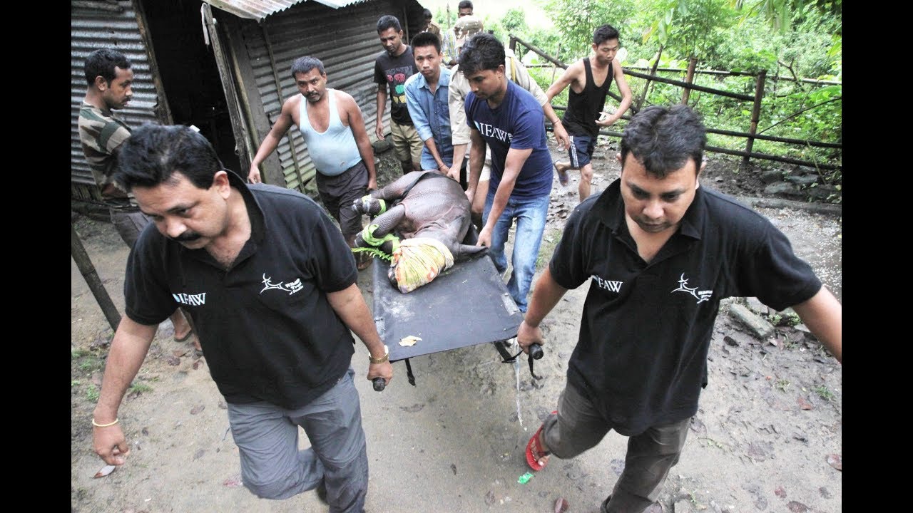 animal welfare act of 1998 tagalog A week old rhino calf rescued from Haladhibari, Assam