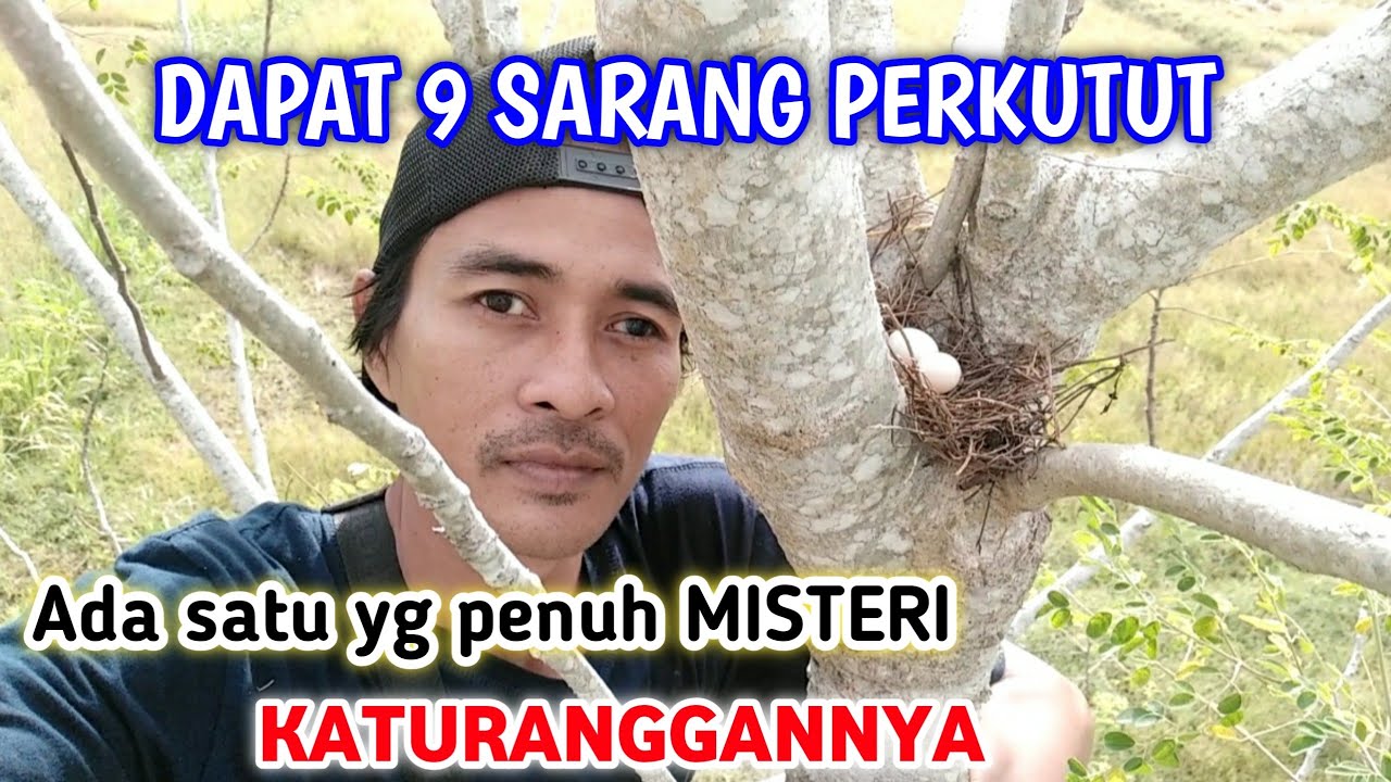mencari sarang perkutut || ada yg di pucuk pohon kélor