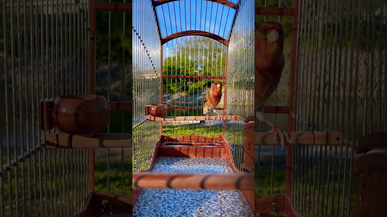 European Goldfinch mule singing - Jilguero Mixto - Carduelis - European Goldfinch Mix - طائر الحسون