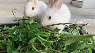 It looks delicious🌱🥬😋🐇