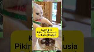 Kucing In1 Pikir Di4 Manusi4😂 Lucu Banget!