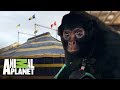 Mono rescatado de circo vuelve a la naturaleza | The Dodo: En busca de héroes | Animal Planet