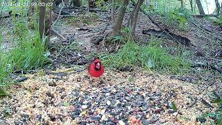 A beautiful Cardinal