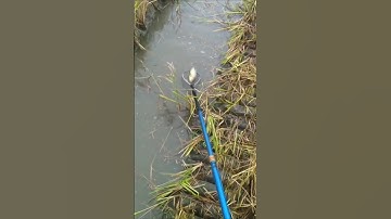 chích đường mương mới cắt lúa trúng ổ rô đồng khủng