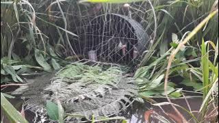 tiếng quốc trống kích mái.