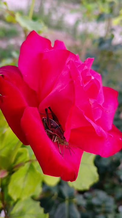 la vida de una rosa y una abeja dando cobijo a.una pareja de chapulines #phonkmusic #phonk