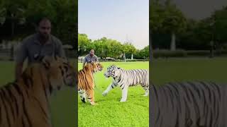 النمر بتاع محمد رمضان بيتخانق 🐅