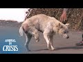 Three-Legged Dog Wants To Get A Hug From A Grandma Though Afraid Of Humans | Animal in Crisis EP109