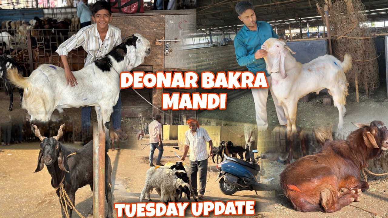 DEONAR BAKRA MANDI TUESDAY LATEST UPDATE 20 January 2026. FULL MANDI TOUR OF 2026 | SOJAT KE BAKRA