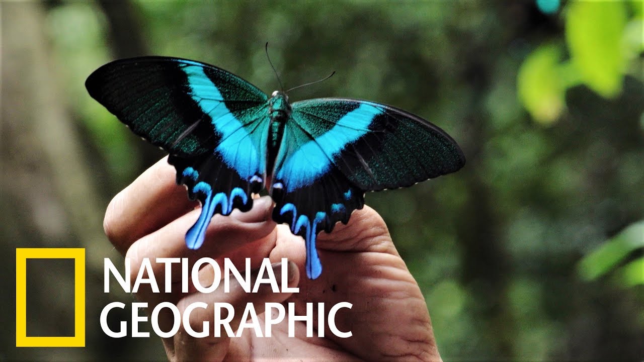 捕蝶人的祕辛《國家地理》雜誌