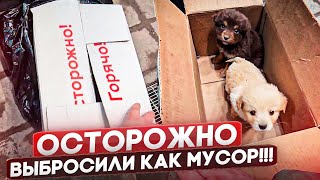 Щенков выбросили как мусор в коробке и в пакете 😡