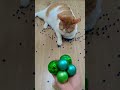 뭉치스타 #reversevideo #marblerunandmore #cat #catvideos #reverse