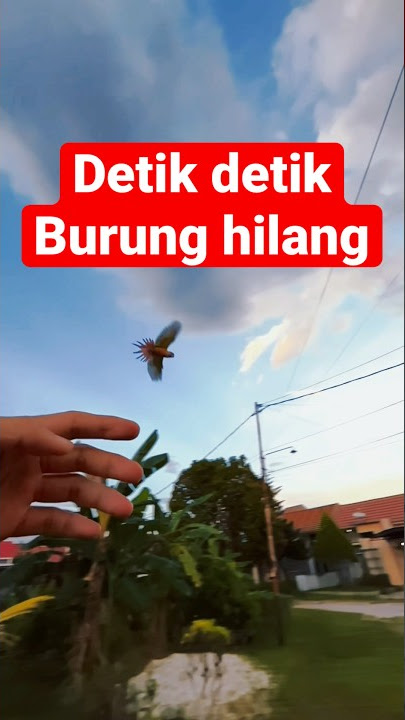 SECONDS OF THE BIRD ESCAPING #bird #parrot #birds