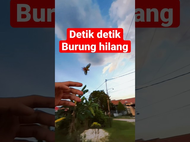 DETIK DETIK BURUNG KABUR #burung #parrot #birds class=