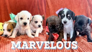 Meet the Little Marvelous Puppies!