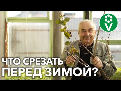 Это оздоровит ваш сад! Обязательно проведите санитарную обрезку перед зимой!