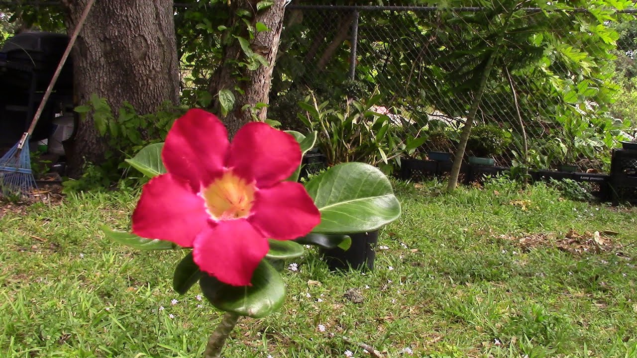 VIVIR DEL CUENTO  Yo tengo ya mi carrito